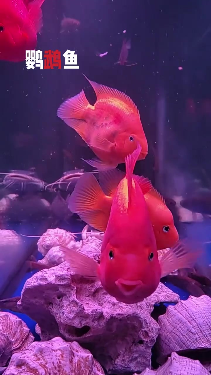 爸爸养的鱼VS我养的鱼 水族 玩了个很新的东西