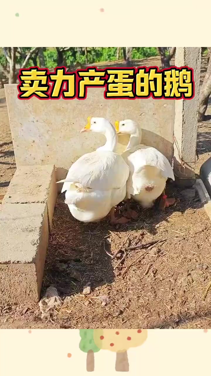 小伙初次体验大鹅下蛋,视频记录趣味时刻引发争议