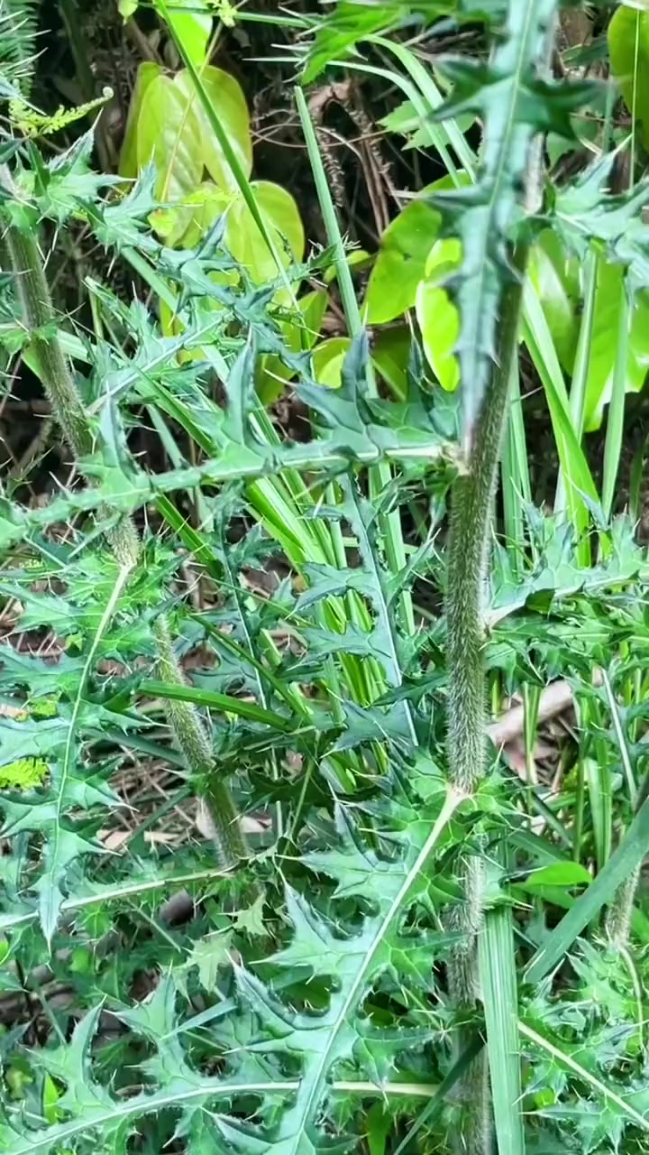 鲜香滋补的大蓟鸡汤!