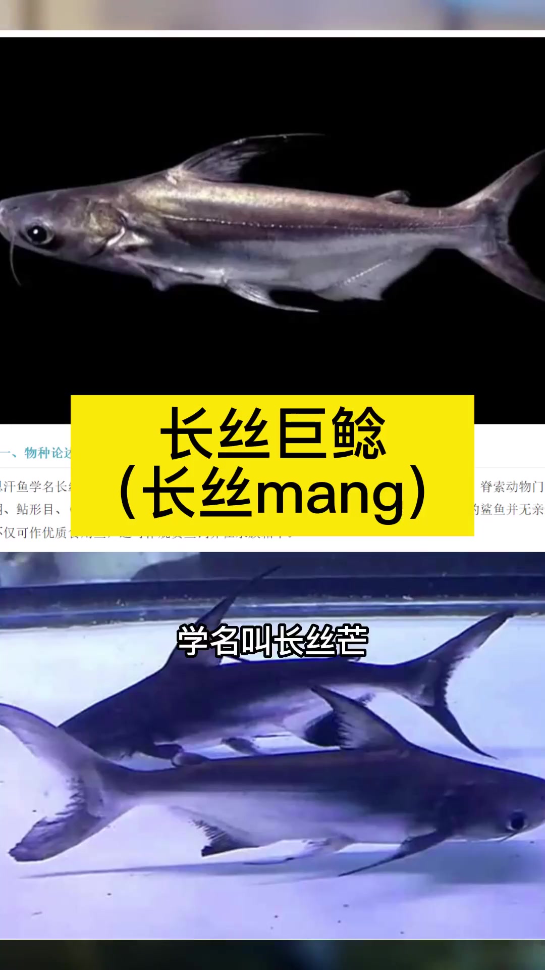 成吉思汗鲨火了,却再也养不了,养鱼人无奈!