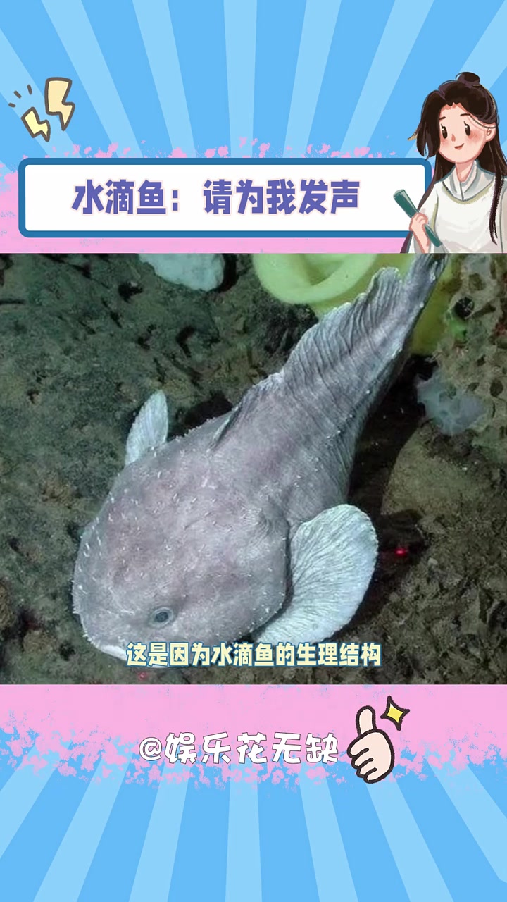 水滴鱼并不是长得丑 水滴鱼