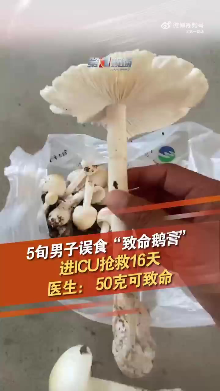 近日,东莞51岁的谭叔(化姓)在公园散步时,采摘了一些野菌回家,他将采摘回来的蘑菇,分了一