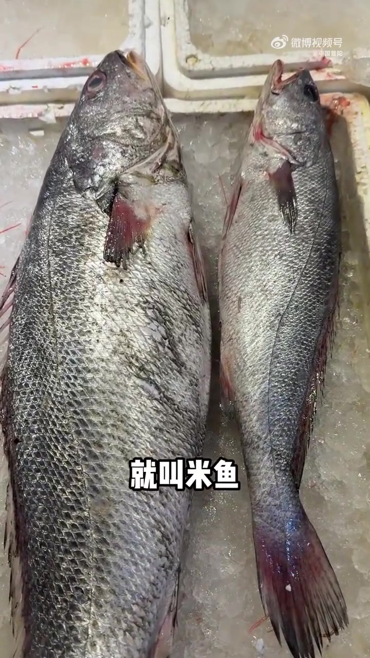 鱼肉质鲜嫩,是老饕餐桌上的心头好!但如何挑到优质米鱼?沈家门夜排档老板私藏绝招大公开!从鱼