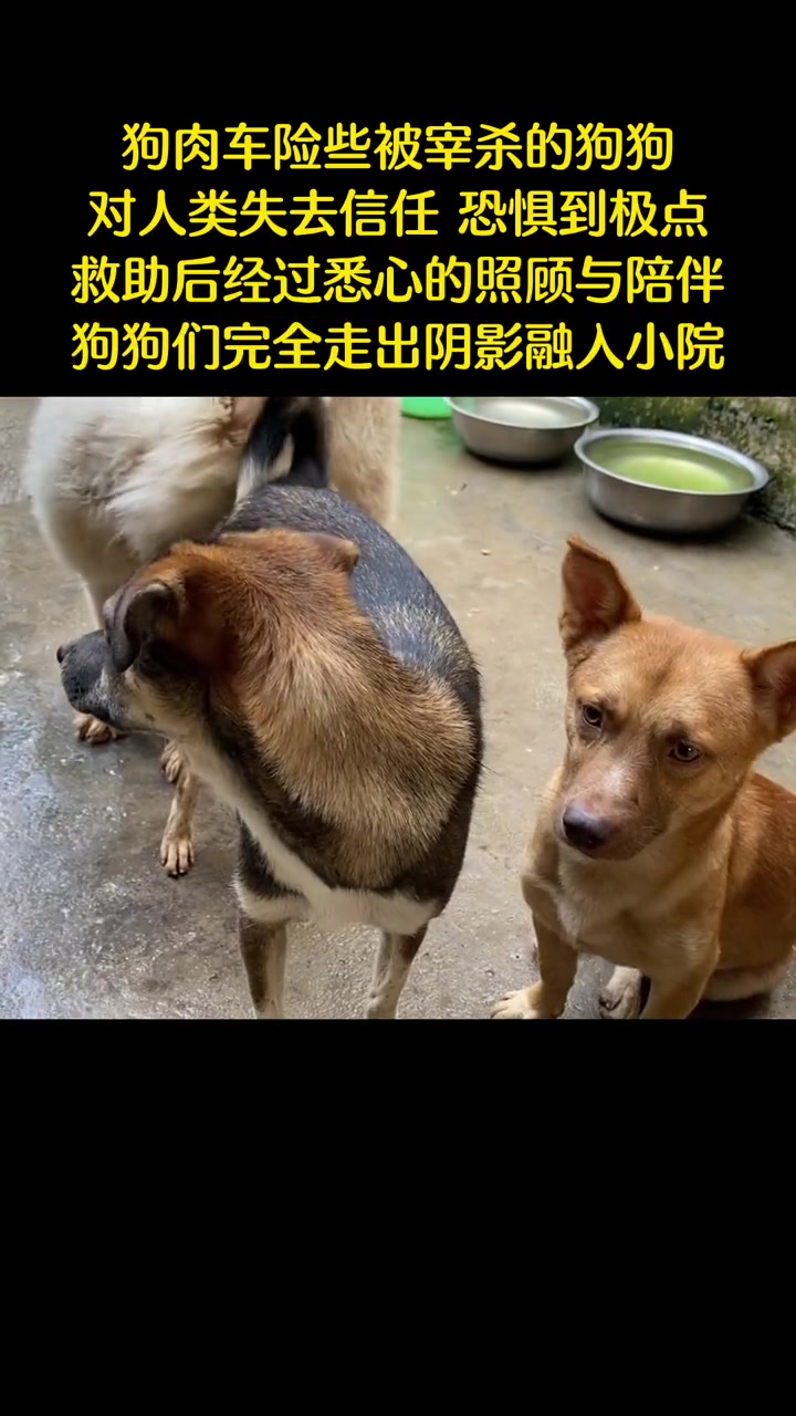 曾经狗肉车险些被宰杀的狗狗,被救后通过陪伴逐渐走出阴影,如今已经彻底融入到小院的生活