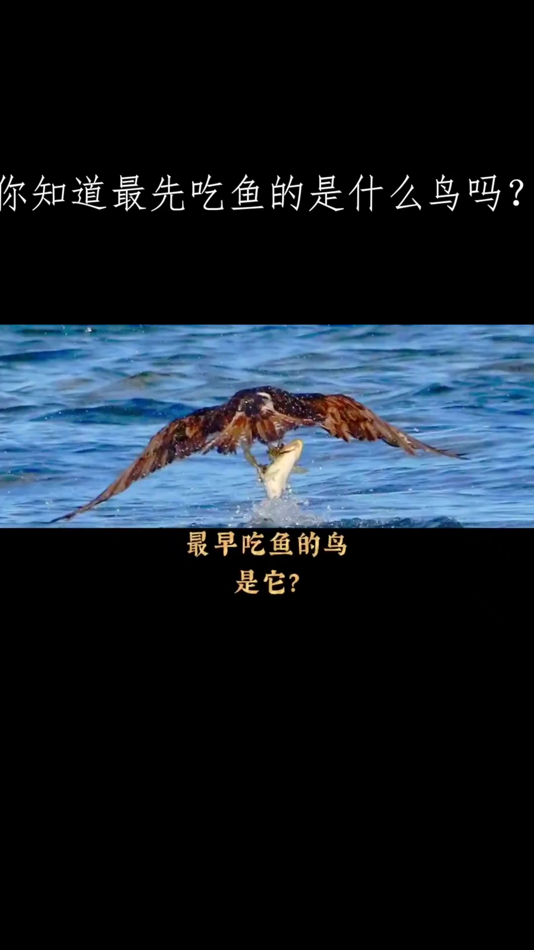 你知道最先吃鱼的是什么鸟吗?