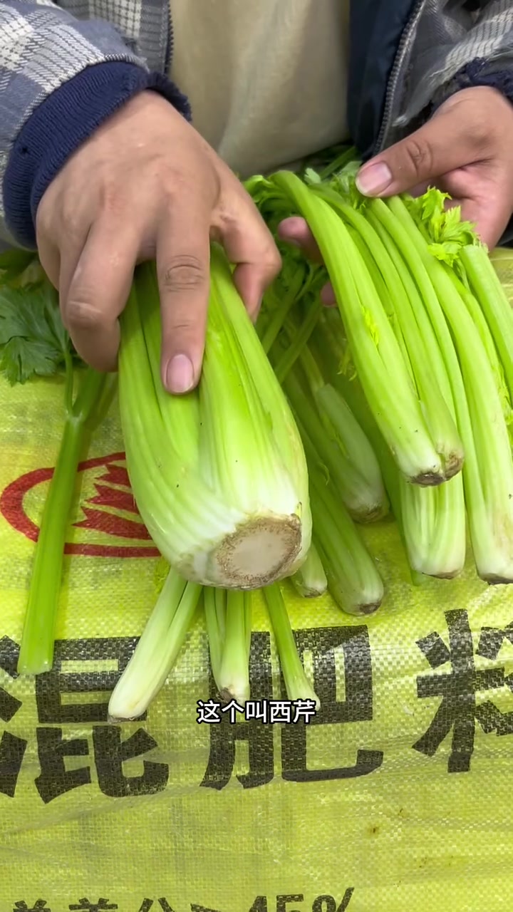 芹菜怎么挑?东北早市土豆哥教你怎么挑选好吃的芹菜!西芹和笨芹菜的区别?