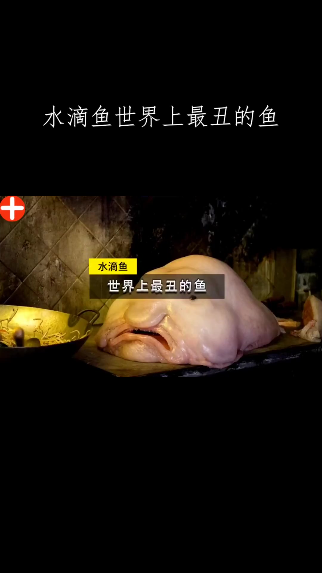 水滴鱼世界上最丑的鱼