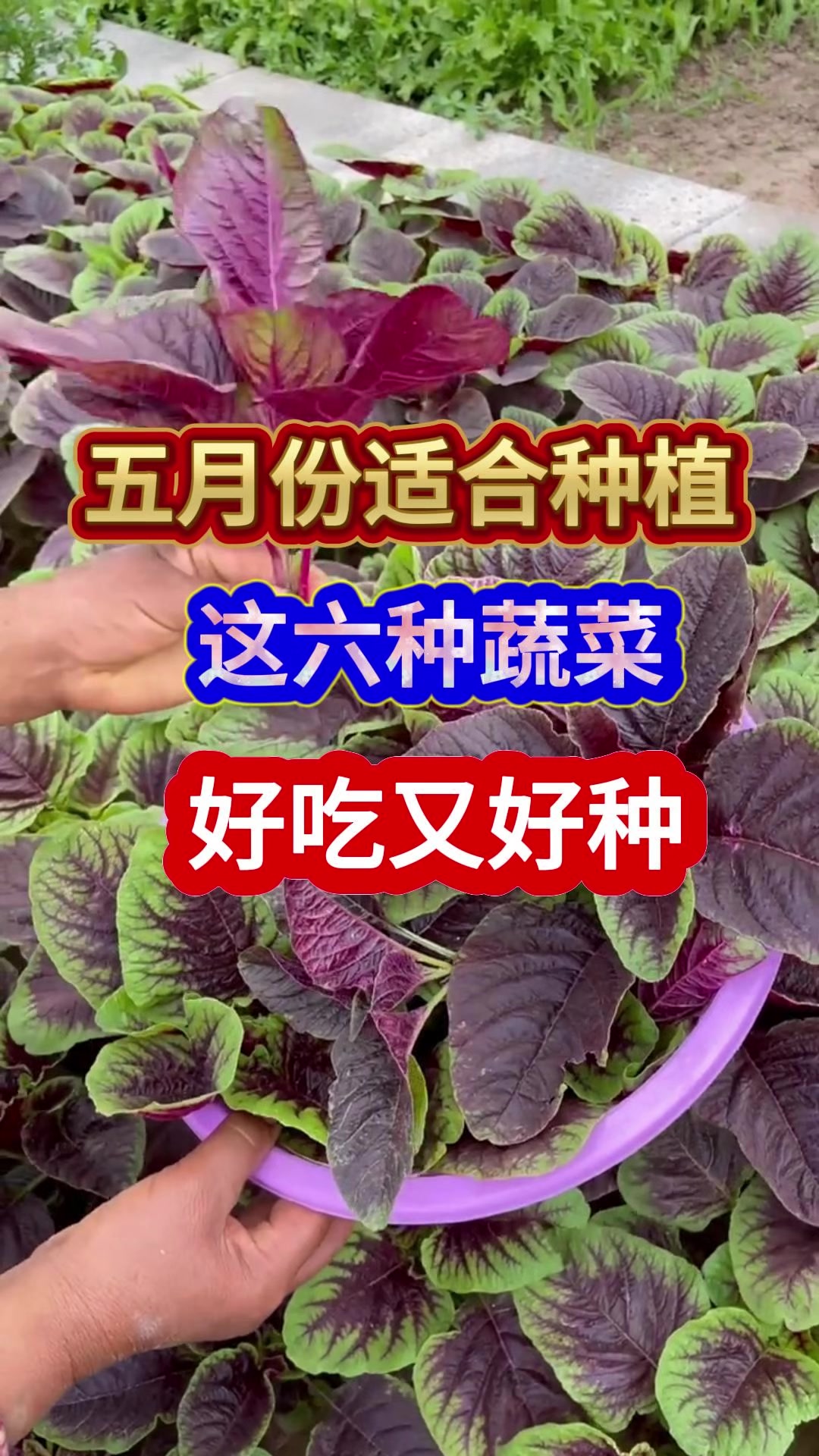 五月份适合种植这六种蔬菜好吃又好种