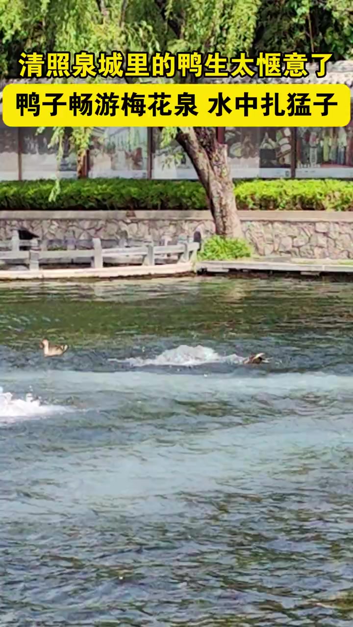 “争渡,争渡,惊起一滩鸥鹭。”近日,山东济南。在清照泉城·明水古城,网友拍到鸭子在泉水中“