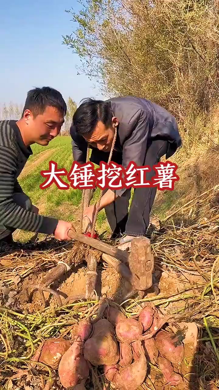 男子巧用工具挖红薯,结果却让人哭笑不得的“创意”合作方式