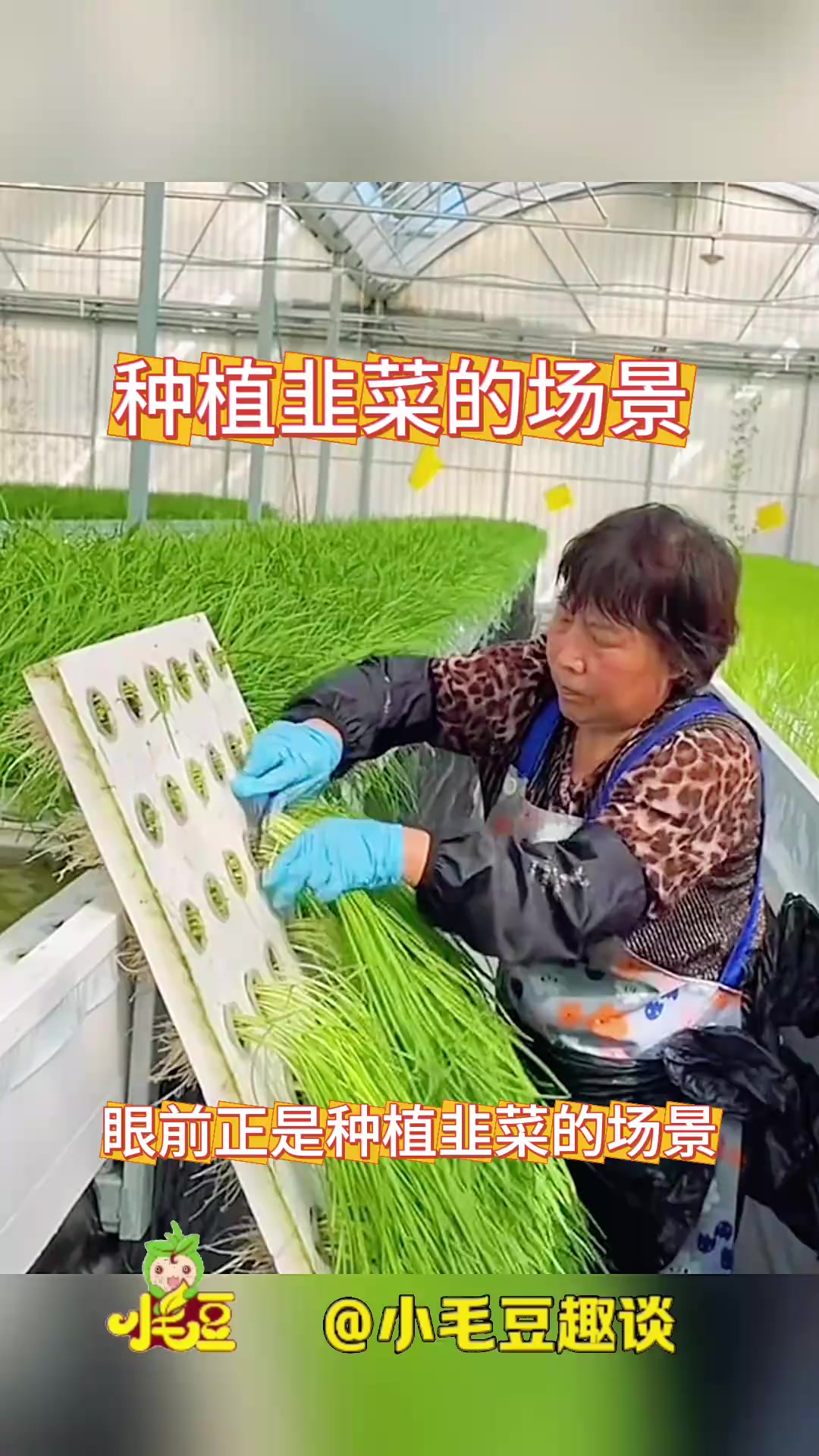 现代科技助力韭菜无土栽培,种植业焕发新生机