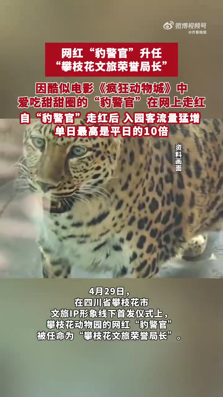 “大家好!我是攀豹豹,我今年18岁……”4月29日,在四川省攀枝花市文旅IP形象线下首发仪