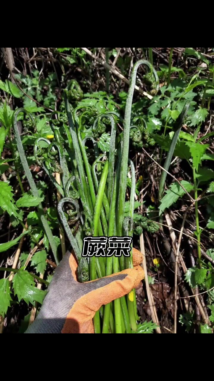 东北山野菜大全,你最喜欢哪个?