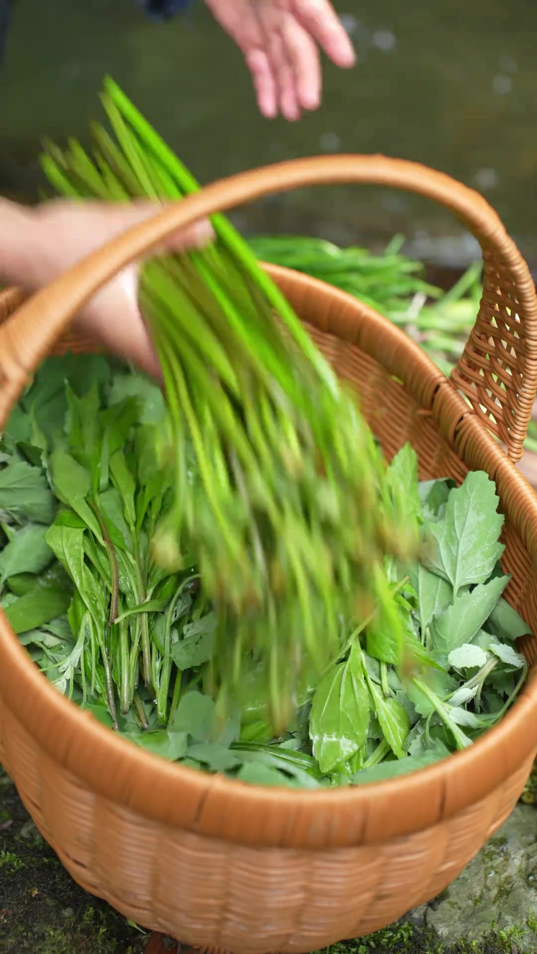 在贵州春天的野菜无处不在,给爸爸来个野菜火锅,健康又美味