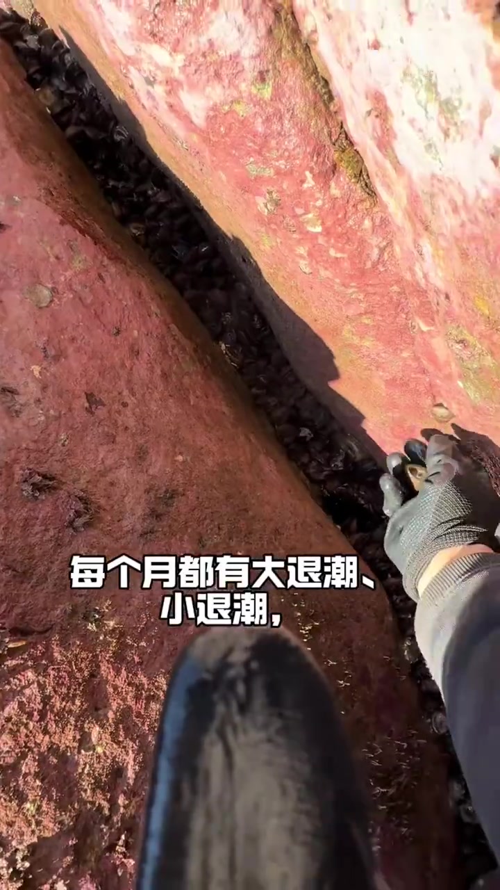 「东极岛赶海实录:于潮间寻味自然的馈赠」晨雾未散的礁滩上,潮退的余韵还在岩缝间叮咚作响。踩