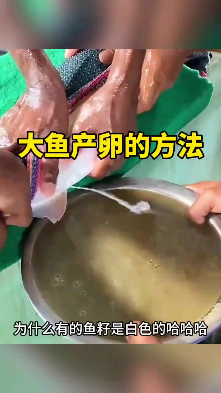小伙熟练助产大鱼,探秘鱼子白色背后的原因