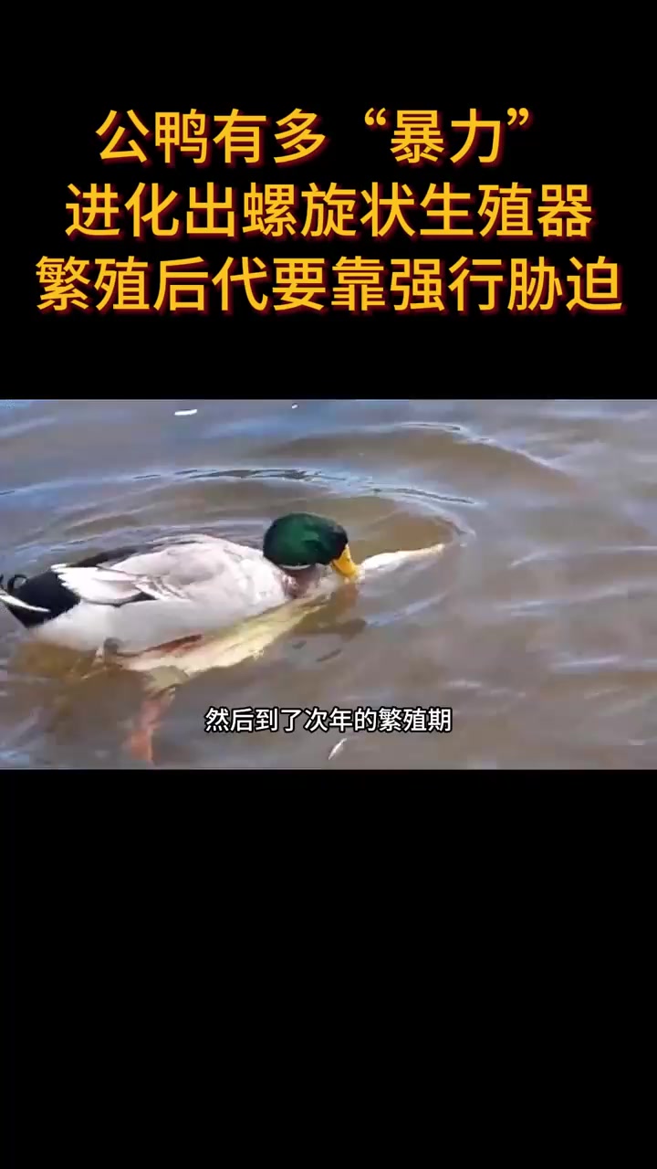 公鸭有多“暴力”?进化出螺旋状生殖器,繁殖后代要靠强行胁迫