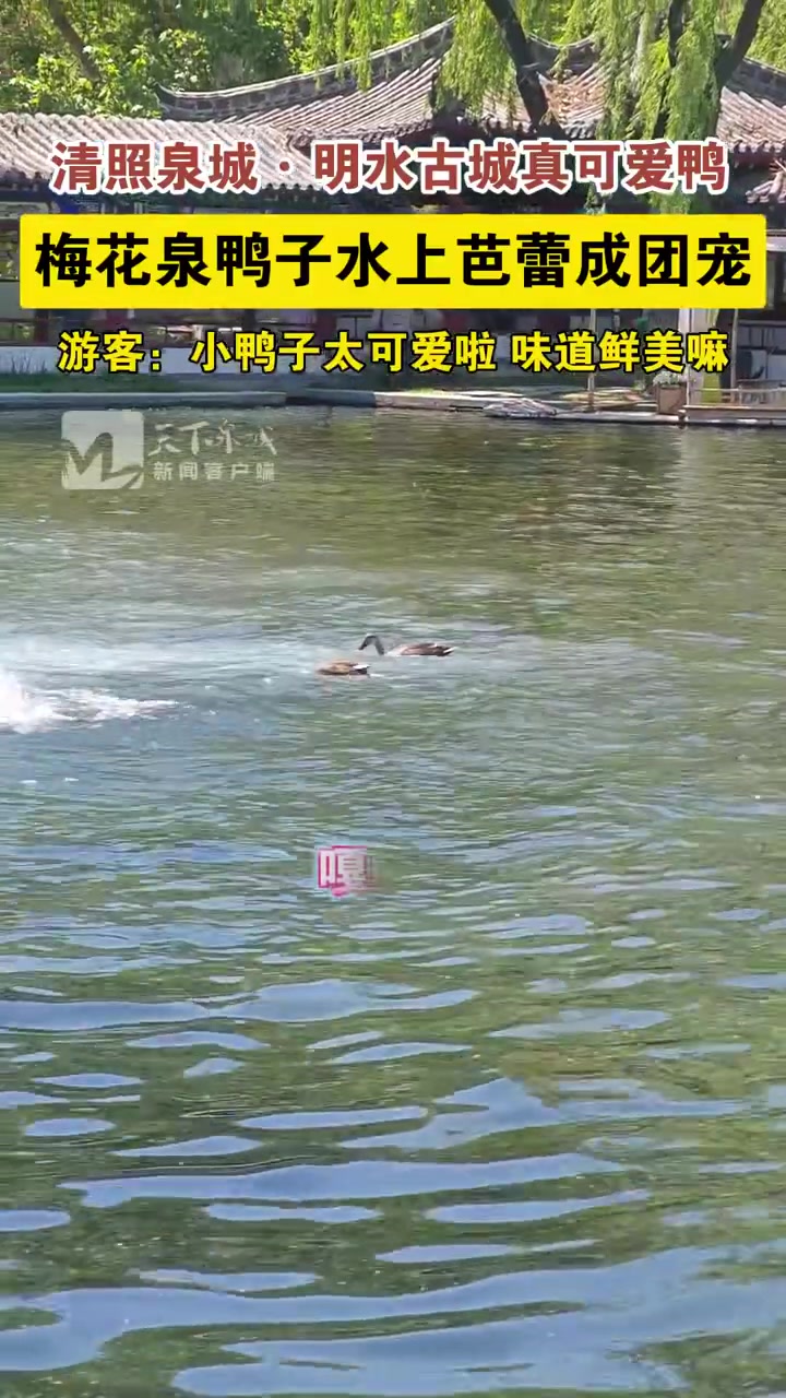 5月1日,济南清照泉城·明水古城梅花泉泉池内,几只戏水觅食的鸭子仿若在表演“水上芭蕾”,引