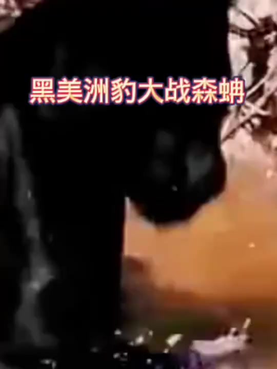 黑美洲豹大战森蚺