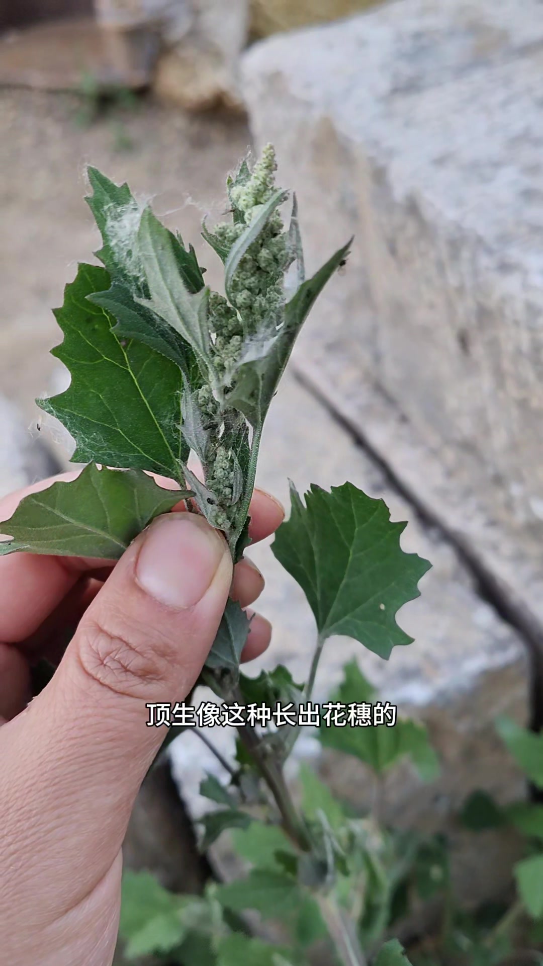 乡间常见的野菜,藜又名灰灰菜,白天不要吃,晚上吃