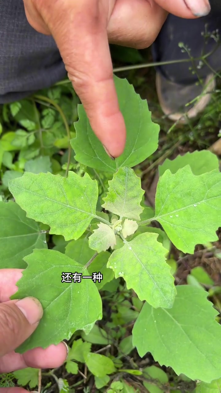 灰灰菜,这个野菜白天不能吃,只能晚上吃