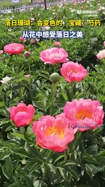 「原来芍药是5月花神」芍药花期承接牡丹凋谢,以绰约风姿续写暮春浪漫,故称“五月花神”。《诗