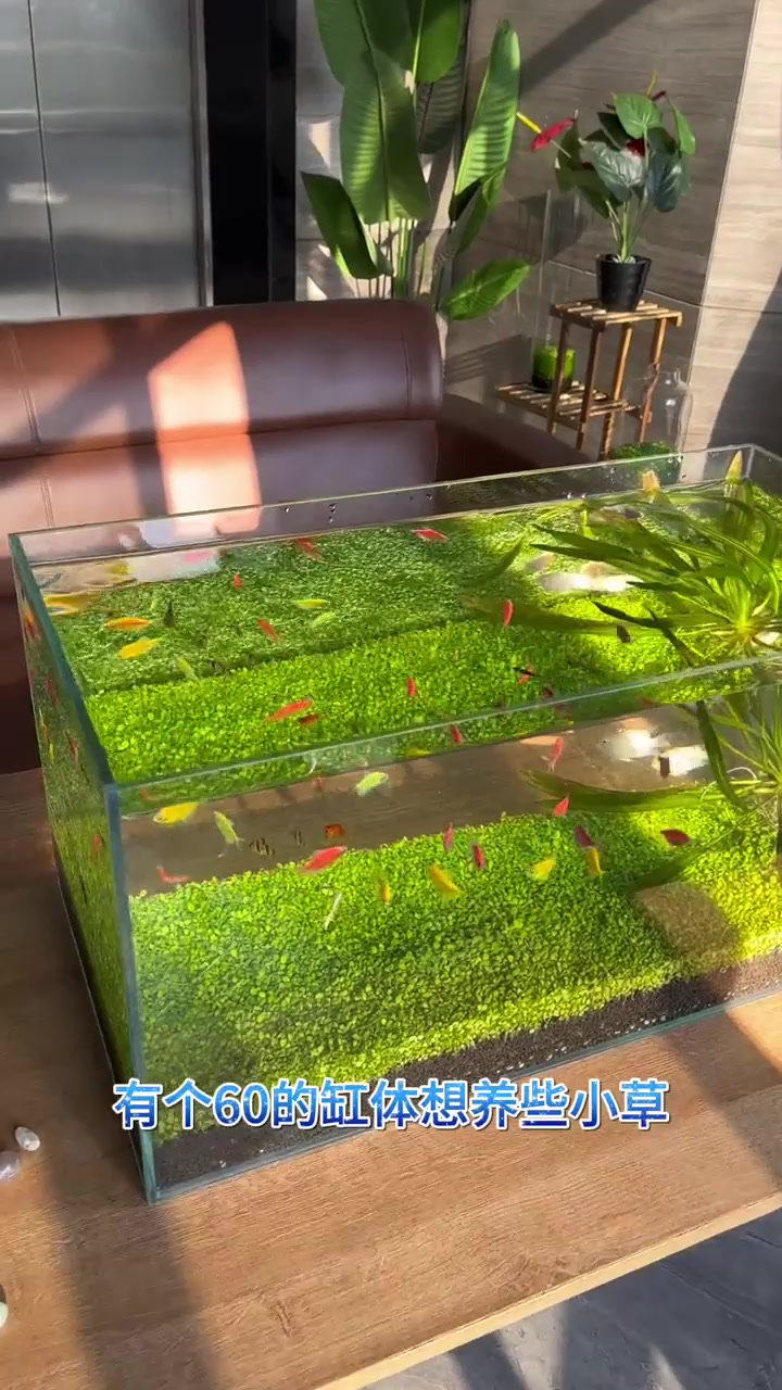 不想裸缸养小鱼,今天来给小鱼种植点小草装饰装饰,来上些优质的水草泥,种植好一个,十来天过去