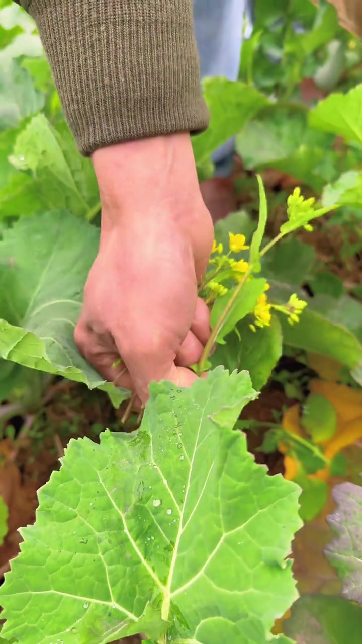 掏点野油菜做个蘸水菜……