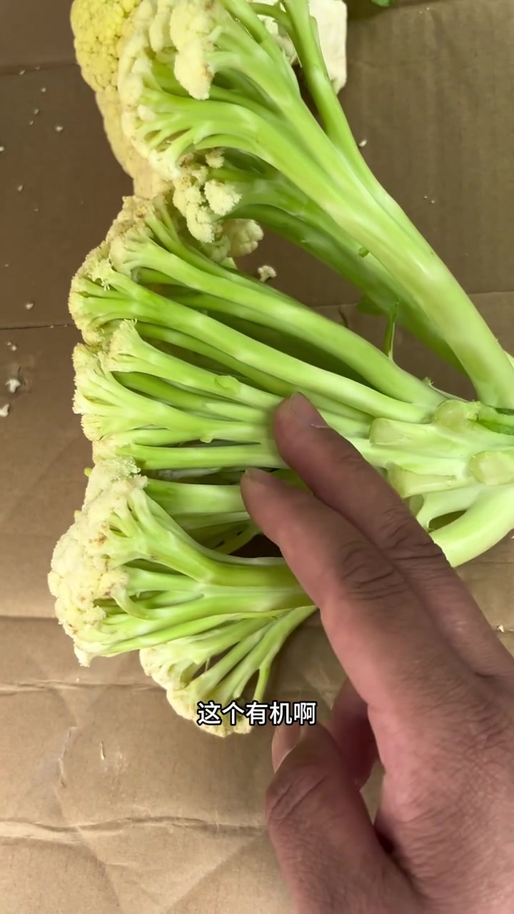 有机菜花怎么挑?东北早市土豆哥教你怎么有机菜花!有机菜花和普通菜花的区别?