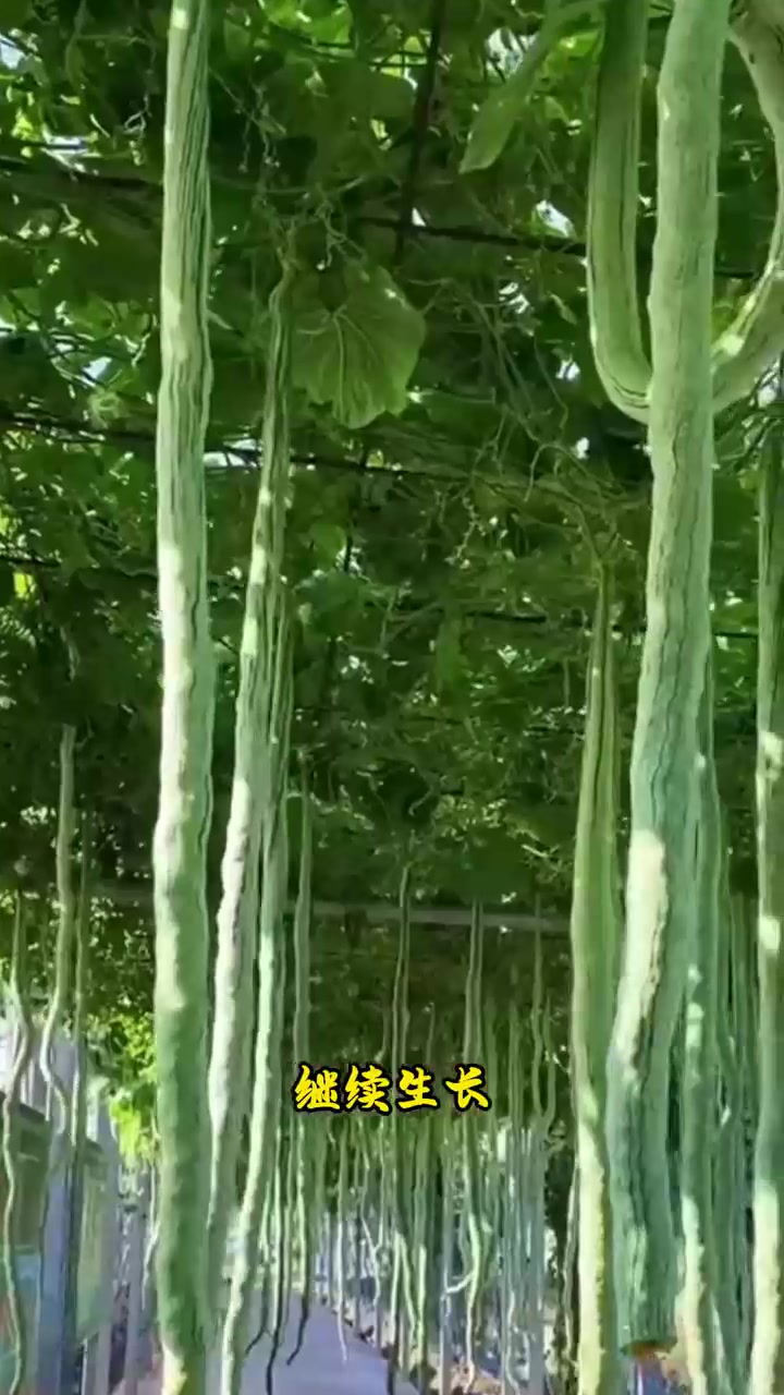 10种这辈子都没有吃过的奇特瓜果蔬菜