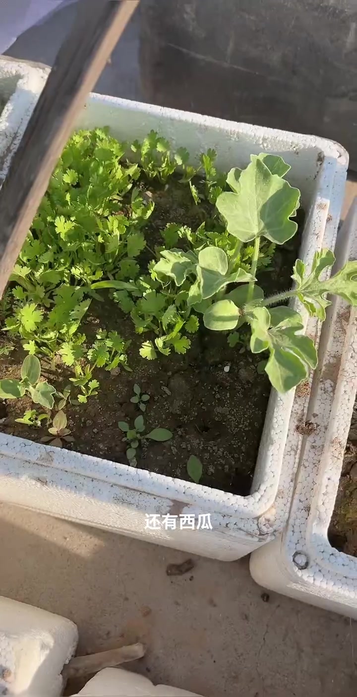 冬冬平房菜园第五天