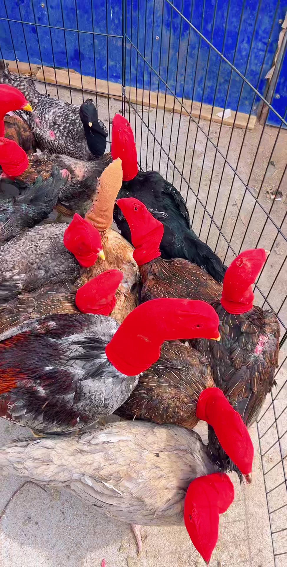 越南斗鸡养殖高质量母斗鸡