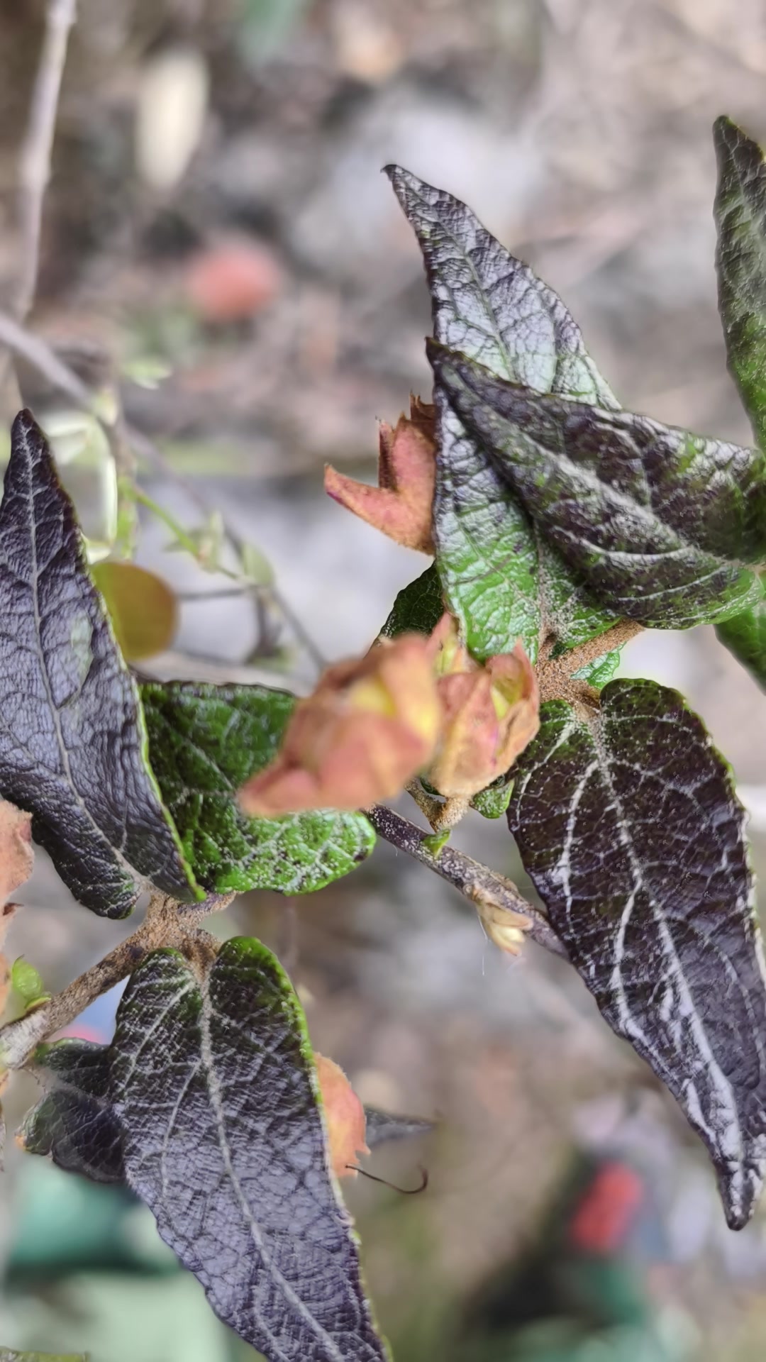龙山县石牌镇桶车村庙垭上·龙虾花(4)2025年4月6日