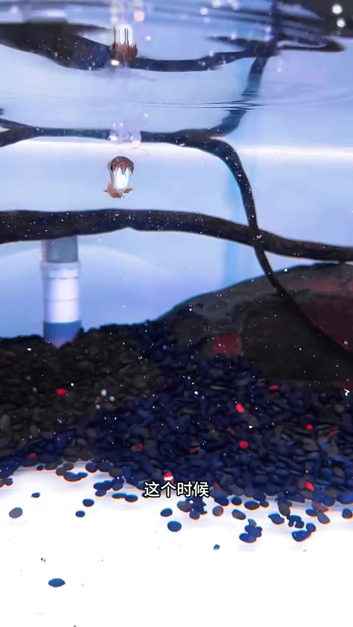 龙鱼苗培育第十五天,龙鱼混养小技巧