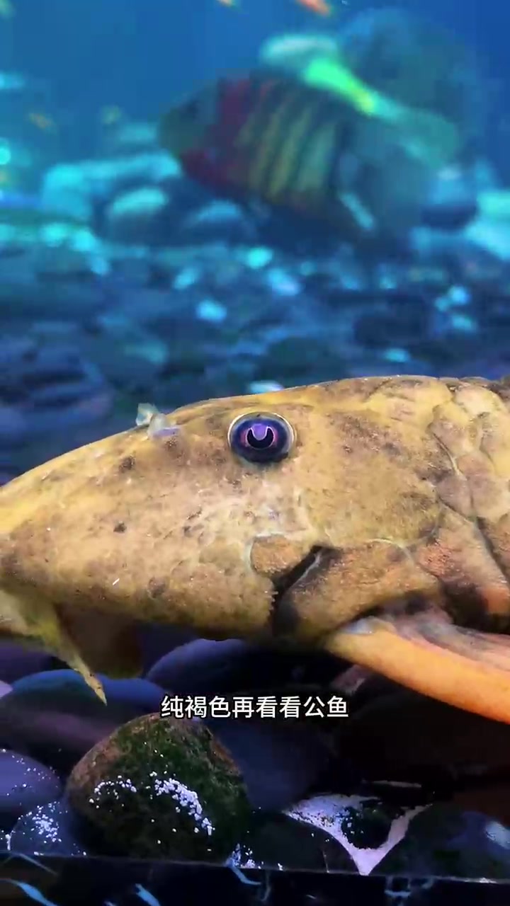 繁殖帝王虎斑菠萝