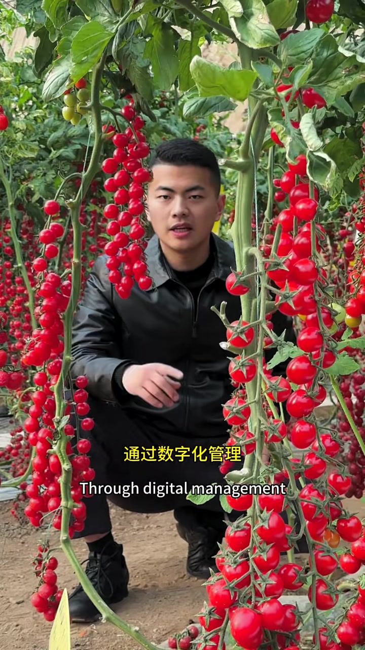走进山东寿光,这里四季都蔬菜,每个大棚都是植物工厂