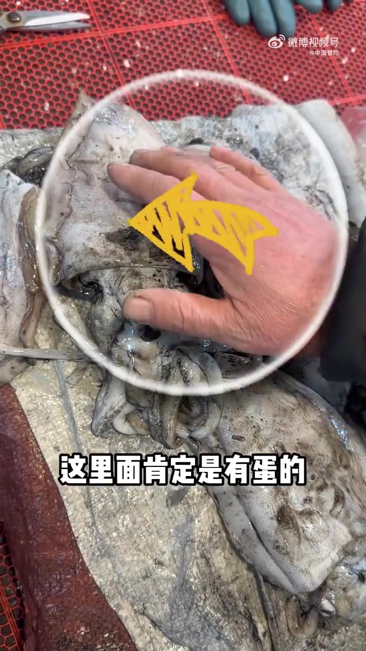 来舟山旅游,怎么能不尝尝当地的海鲜?沈家门夜排档21号摊位老板有挑目鱼的独家秘籍。目鱼,舟