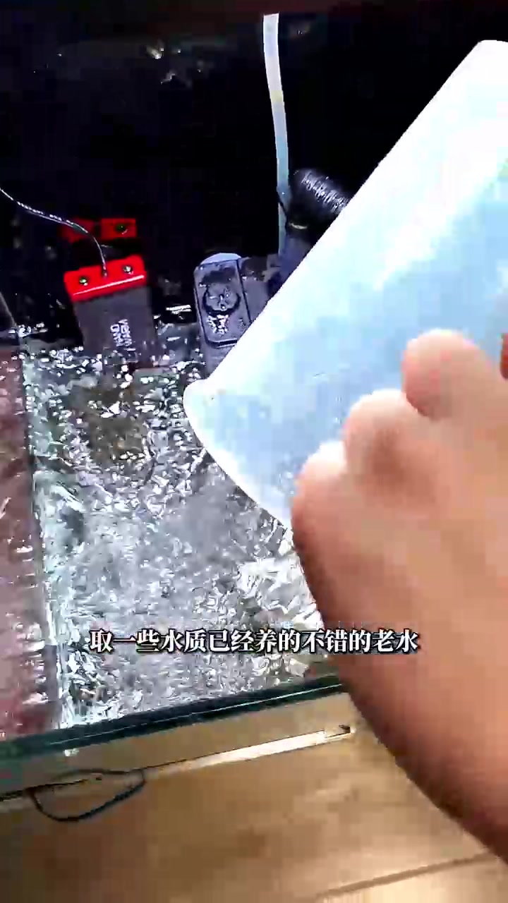 这大帆玫瑰鲫繁殖也太令人震惊了