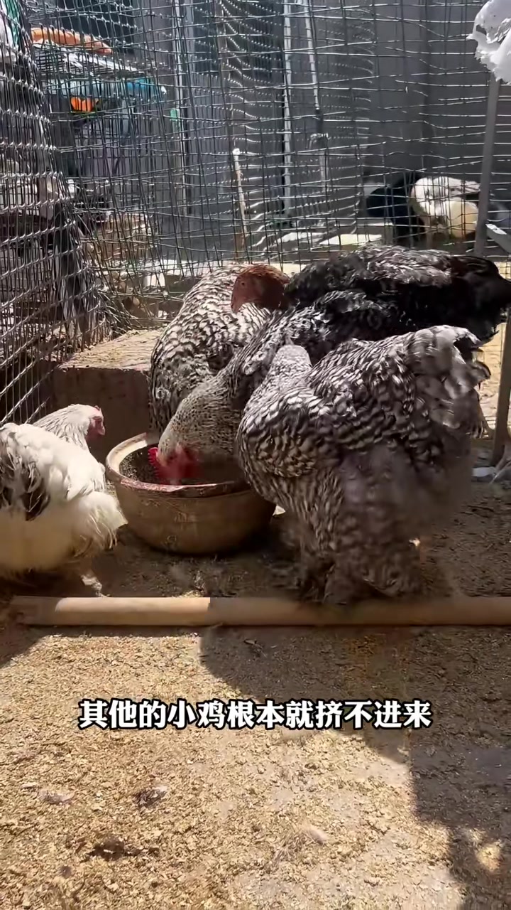 世界上最胖的鸡到底能长多胖呢?我孵化的巨型科钦长大啦!