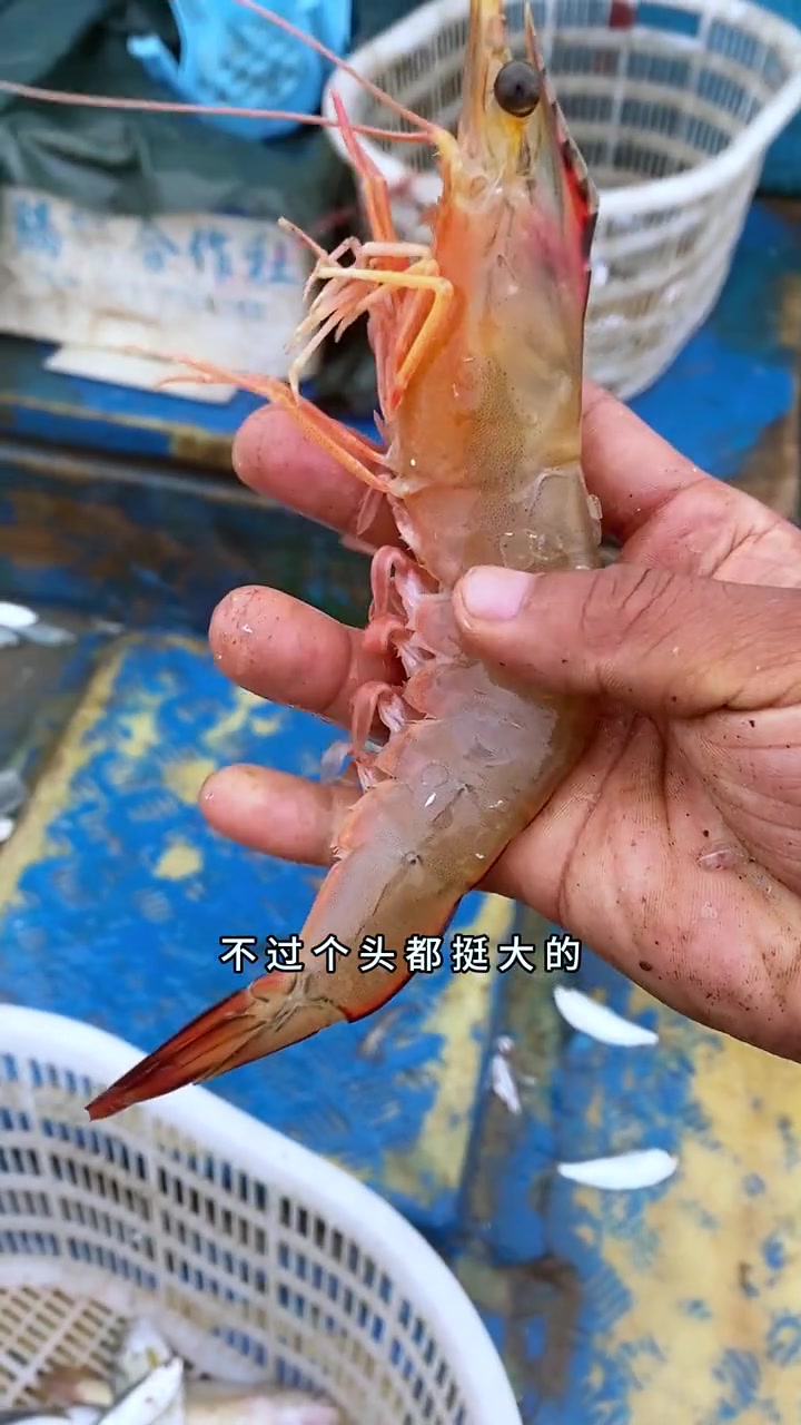 代山东青岛乔老板出海捕鱼,今天黄花鱼和鱿鱼是真多