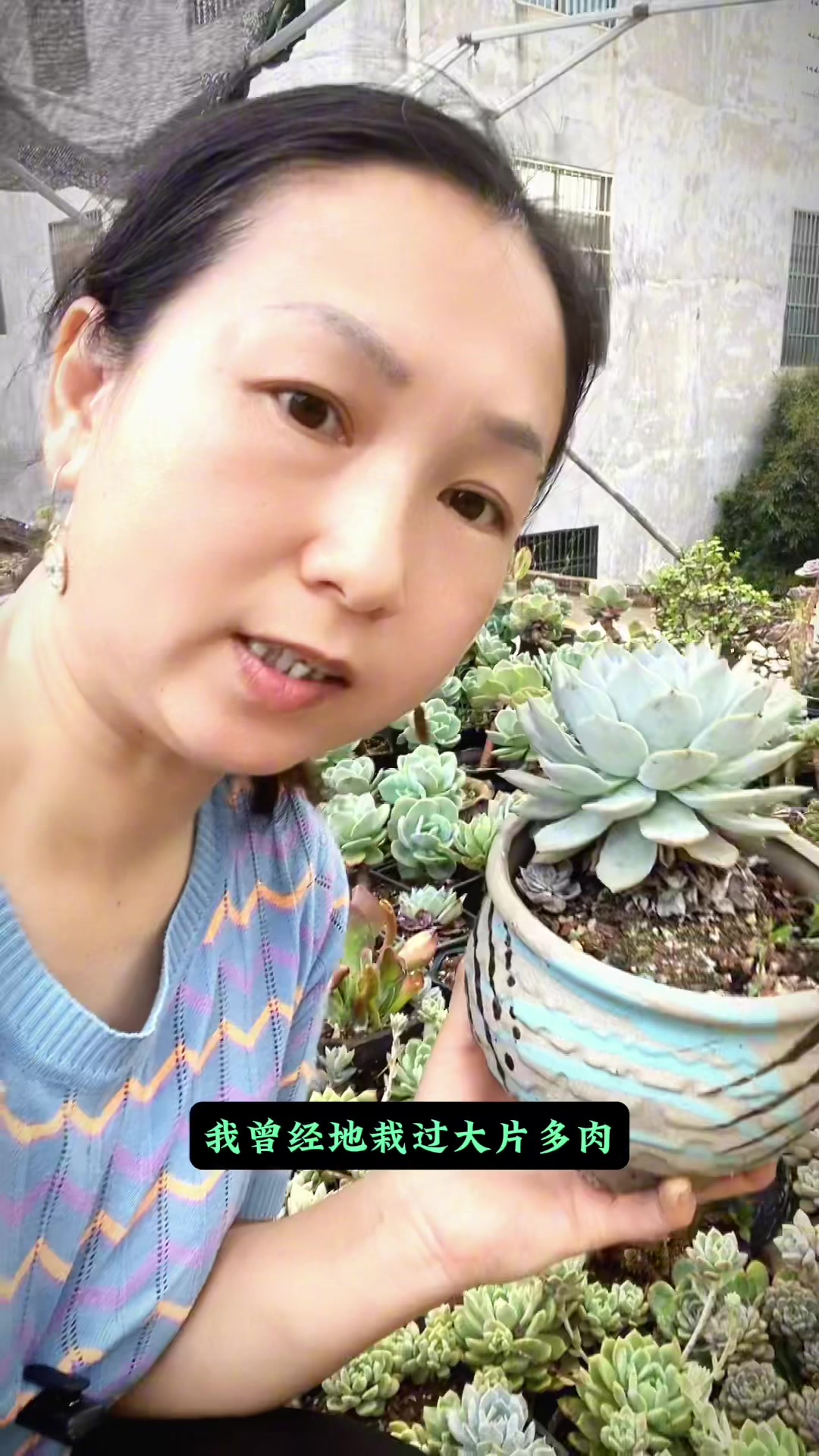 分享十款好度夏莲花座多肉,你养过哪些品种?