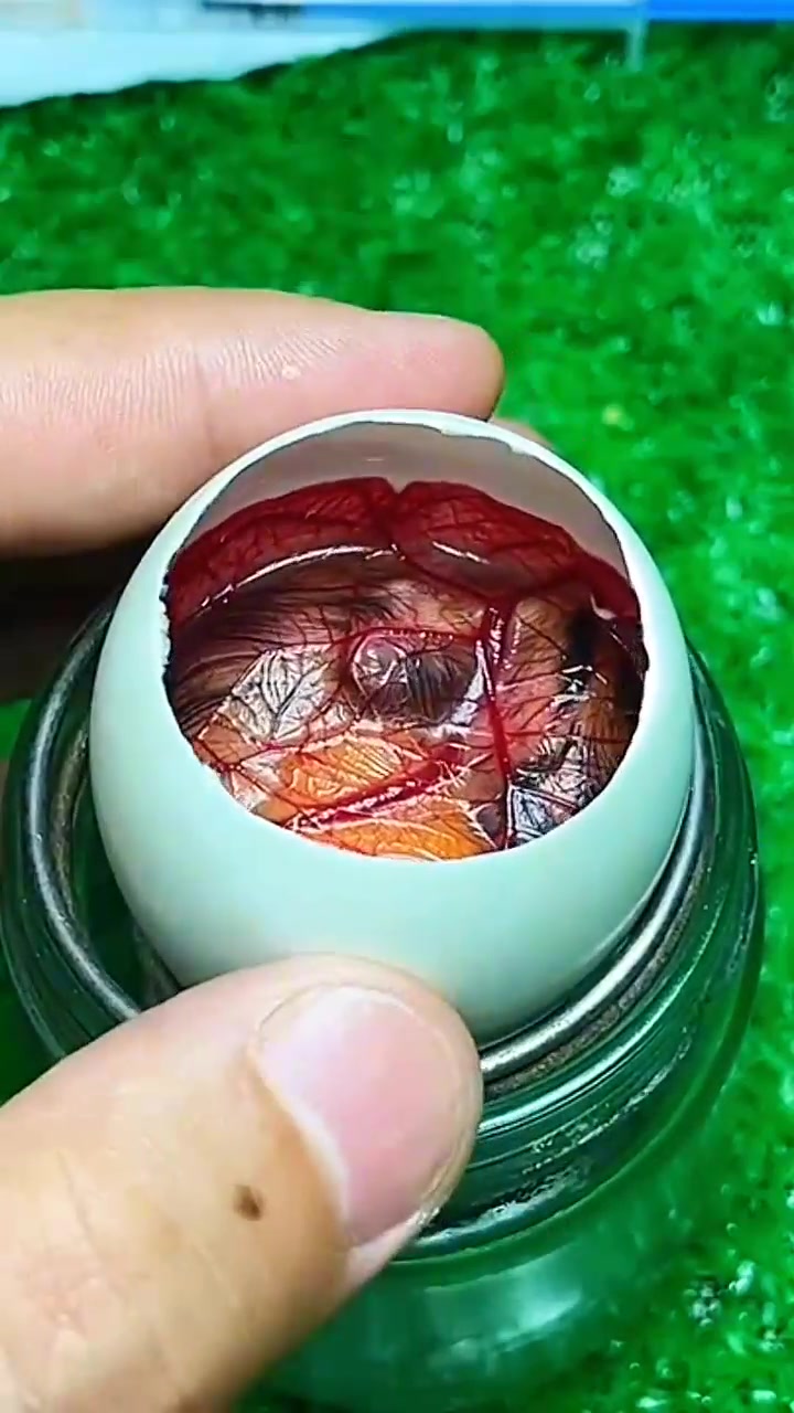 用鸭蛋壳孵化小鸡,第19天