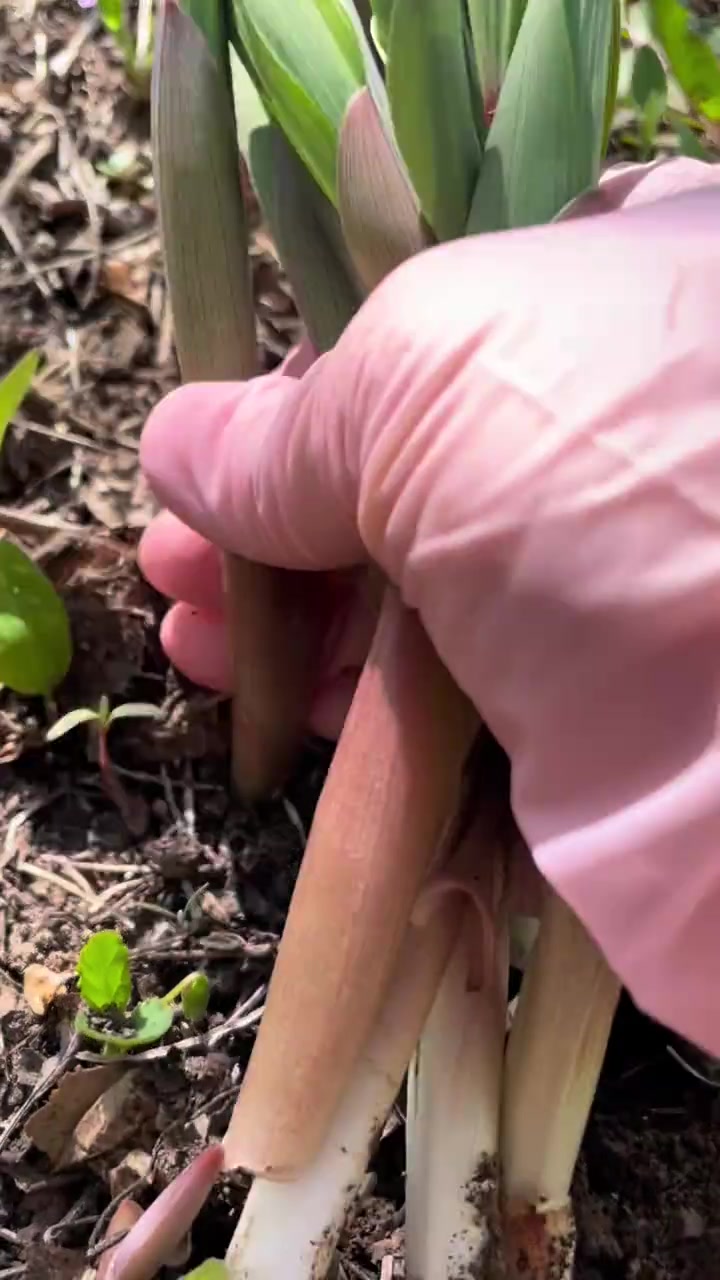 这种野菜,相信很多人都没吃过,这是一种药食同源的宝贝。它就是笔管菜,玉竹的嫩苗,焯水后适合