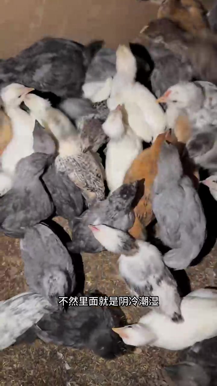 网购小鸡苗第三期,给鸡苗逐渐脱温