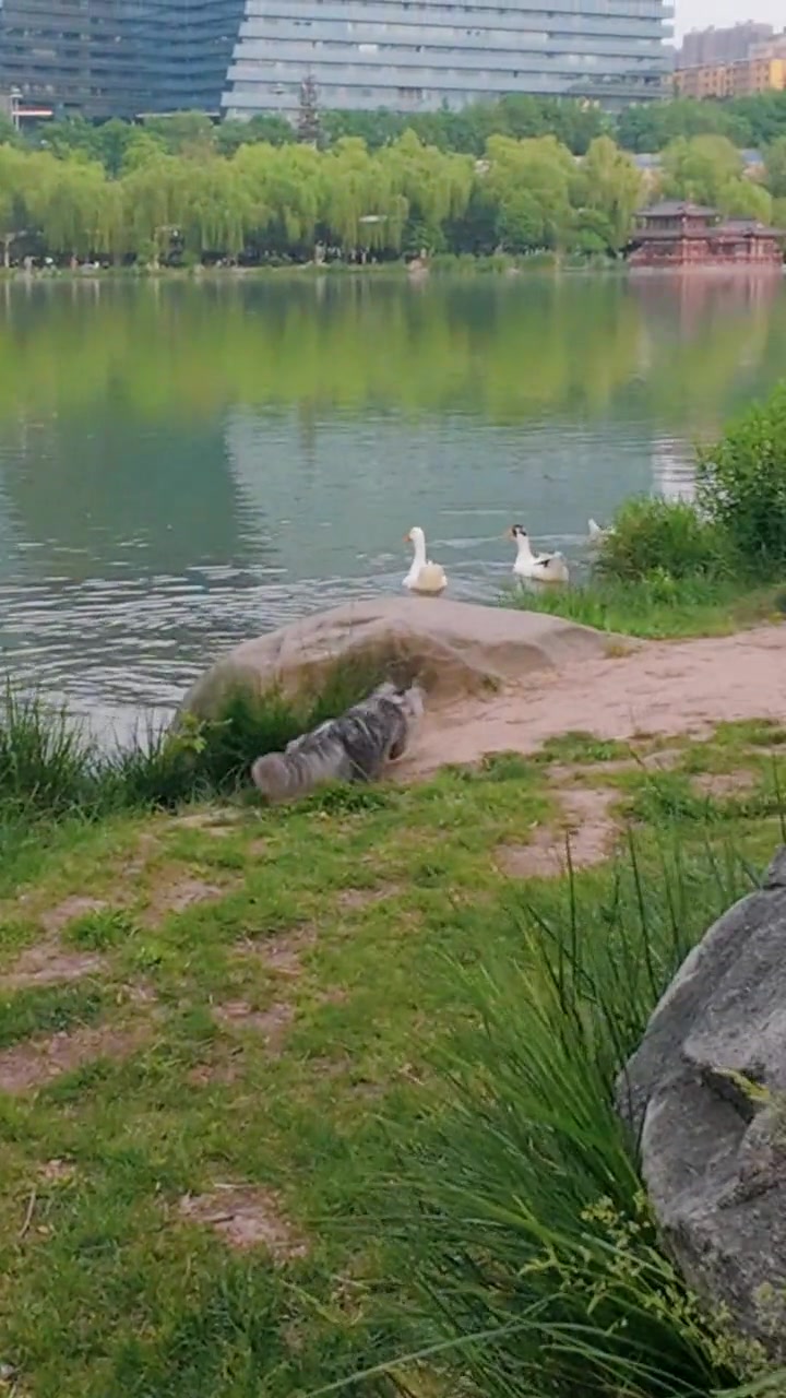 抓拍到小猫咪竟然捕猎《鸭子》?