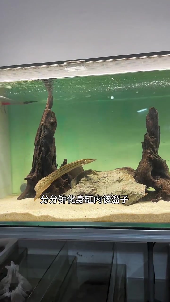 刺鳅缸全新环境布置,混养群游集体捕食