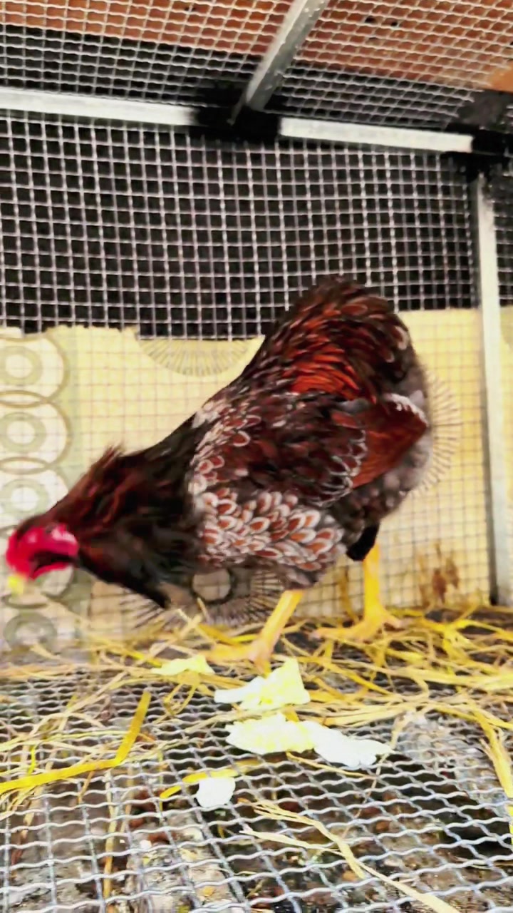 怀特观赏鸡 观赏鱼鳞鸡 鸡苗、种蛋欢迎交流养殖