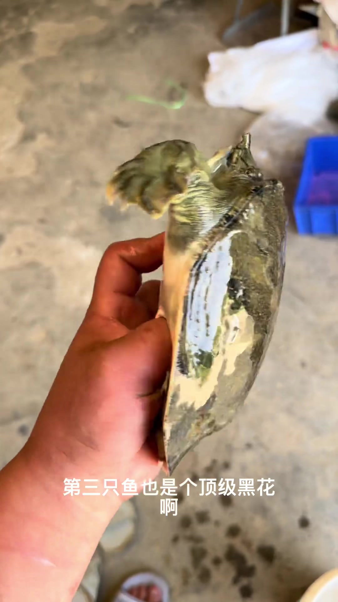 今天偶遇3只天花板甲鱼