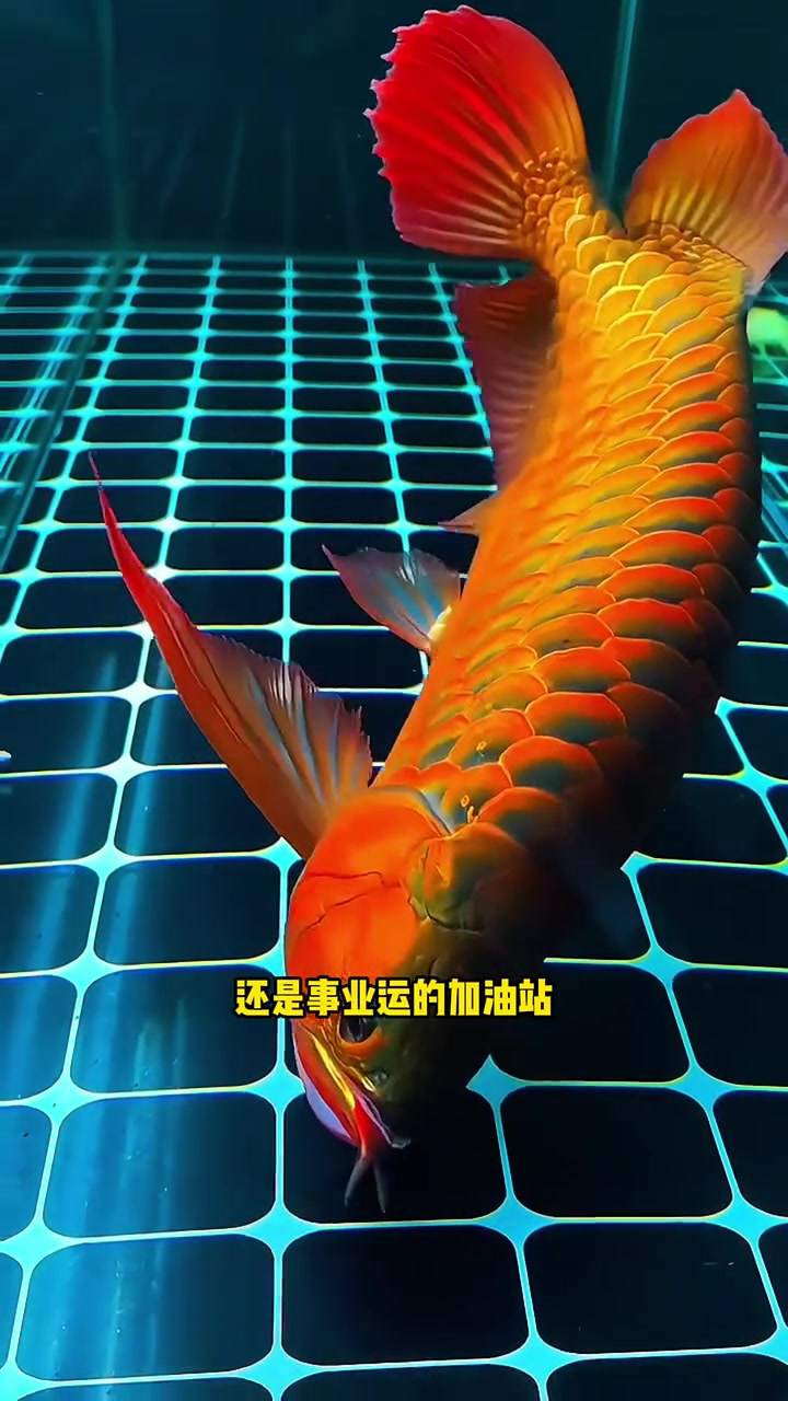 招财四大风水鱼的排行榜 水族 观赏鱼