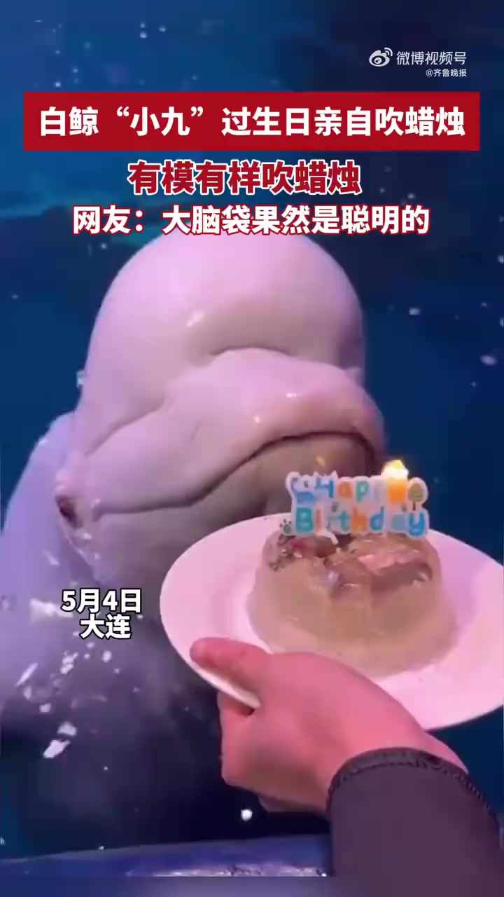 5月4日,辽宁大连圣亚海洋世界,白鲸“小九”迎来生日,饲养员为它准备了特制的生日蛋糕,当“